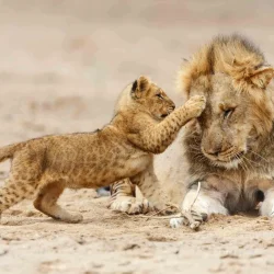 Lion-and-Cub-in-Serengeti-National