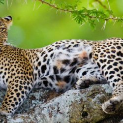leopards-in-serengeti-national-park