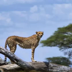 que-hacer-tanzania-4